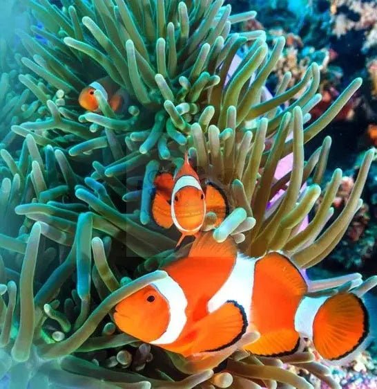 Corals for sale