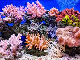 Understanding Corals for a Healthier Marine Ecosystem Marine World Aquatics