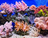 Understanding Corals for a Healthier Marine Ecosystem