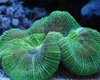 Choose From Our Sensational Corals For Your Aquarium!
