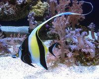 Comprehensive Angel Fish Care Guide for Enthusiasts