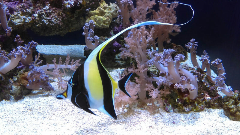 Saltwater Angel fish 