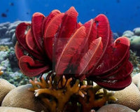 FEATHER STARFISH: NATURE'S MASTER OF CAMOUFLAGE AND CREATIVITY