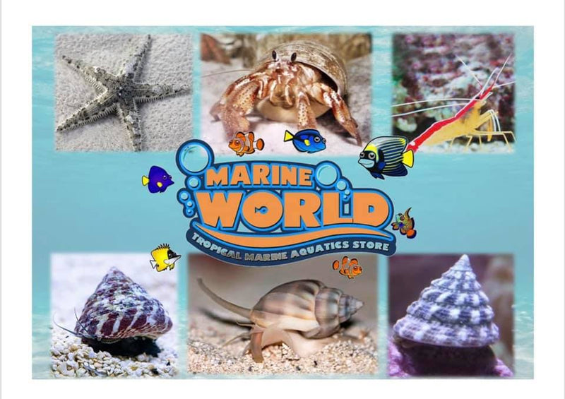 Marine World Aquatics: Your One-Stop Shop For Fish And Coral Food