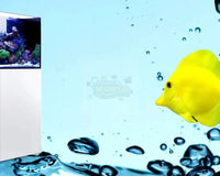 Marine World Aquatics: Your One-Stop Shop For All Things Marine