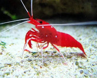 Buying an Invertebrate with Marine World Aquatics