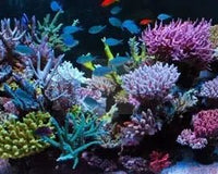 How much Water Should I Change in My Marine Aquarium?