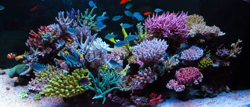 How much Water Should I Change in My Marine Aquarium?
