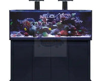 Marine World Aquatics: The “Go To” Emporium For All Your Marine Tank Needs