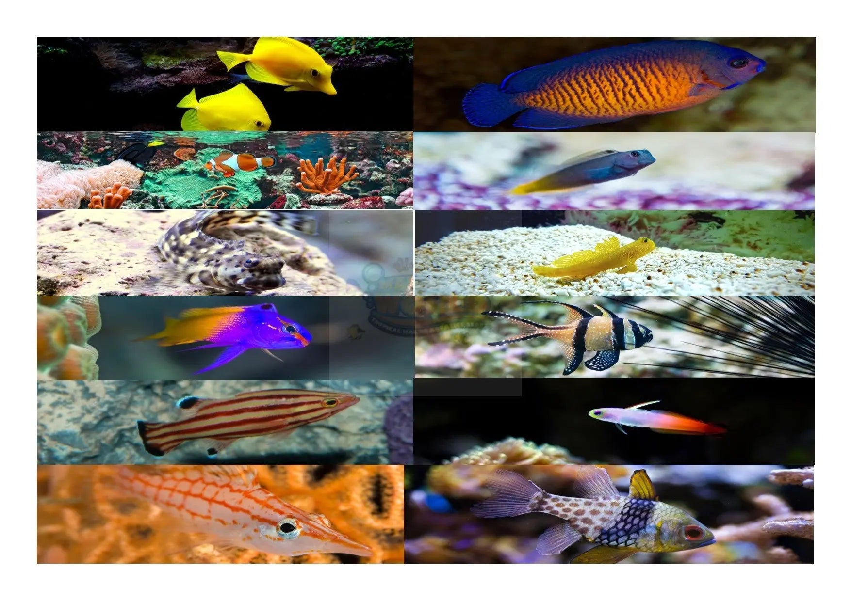 EASY MARINE SALTWATER FISH TO KEEP Marine World Aquatics easy-marine-saltwater-fish-to-keep-marine-world-aquatics