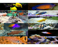 EASY MARINE SALTWATER FISH TO KEEP