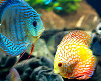 Transform Your Tank with These UK Marine Care Products