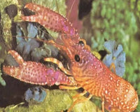 Things To Consider For Your Aquarium When You Buy A Lobster
