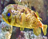 Thinking About Buying Puffers or Yellow Tang Fish?
