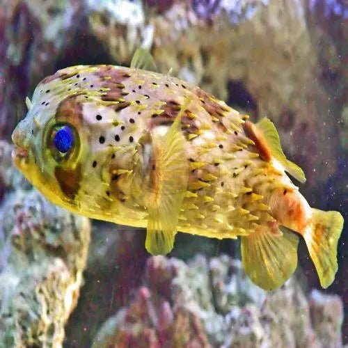 Puffers Fish