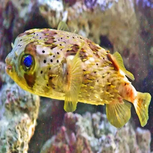 Puffers Fish