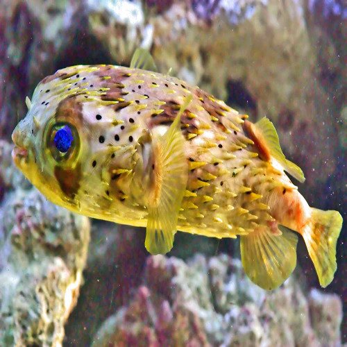 Thinking About Buying Puffers or Yellow Tang Fish?