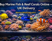 Buy Marine Fish & Reef Corals Online - Uk Delivery