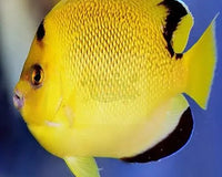 The Most Colorful Aquarium Saltwater Fish