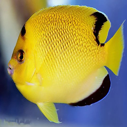 The Most Colorful Aquarium Saltwater Fish