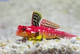scooter blenny