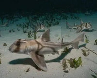 What You Need to Know About Buying a Shark Fish with Us