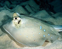 Is The Blue Spotted Stingray A Good Choice For Your Aquarium?