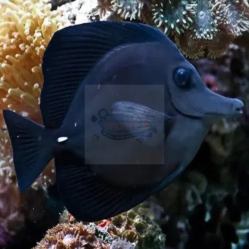Marine Aquarium