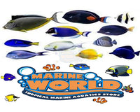Surgeon Fish Tangs Of The World