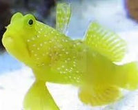 DISCOVER THE SULPHUR WATCHMAN GOBY: A CAPTIVATING AQUARIUM ADDITION
