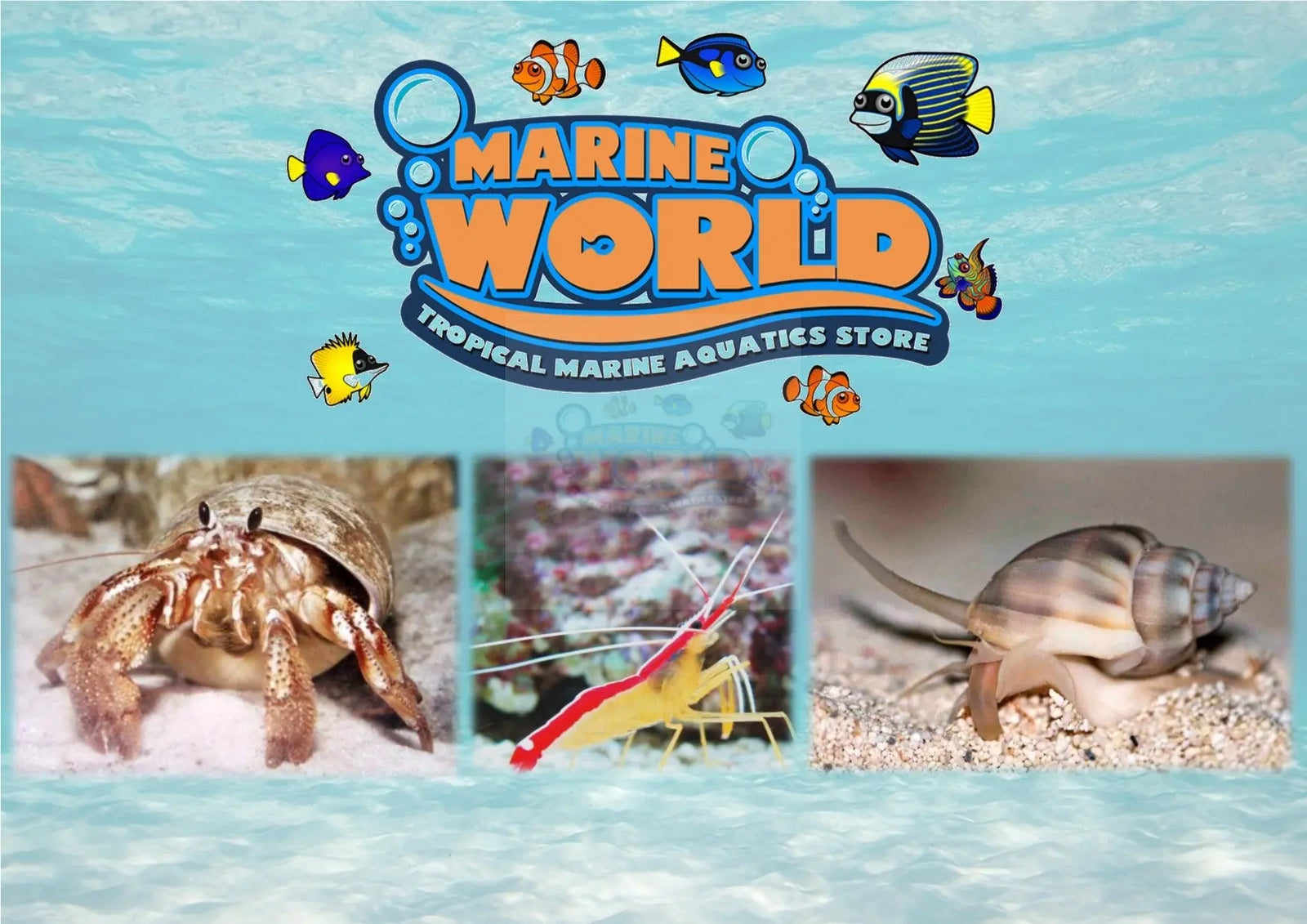 10 Hermit Crabs, Cleaner Shrimp, 10 Nassarius Snails Marine World