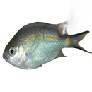 Chromis Orange Line Fish - Vibrant Blue Color with Captivating Orange Line Pattern