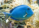 Caribbean Blue/Yellow Reef Tang (Acanthurus coeruleus) - Vibrant Blue and Yellow Aquarium Fish