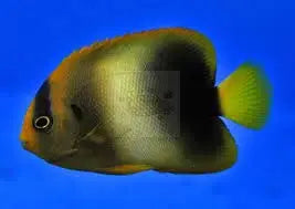 Africanus Angel (Holacanthus africanus) - Marine World Aquatics