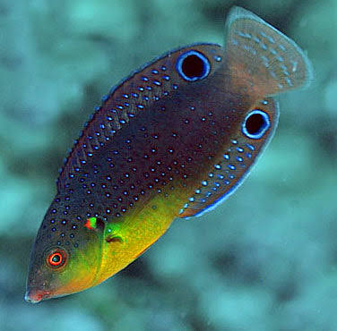 Twistii Wrasse (Anampses twistii) marine aquarium fish