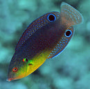 Twistii Wrasse (Anampses twistii) marine aquarium fish