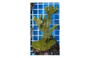 Antler Branching (Montipora spp) - Marine World Aquatics
