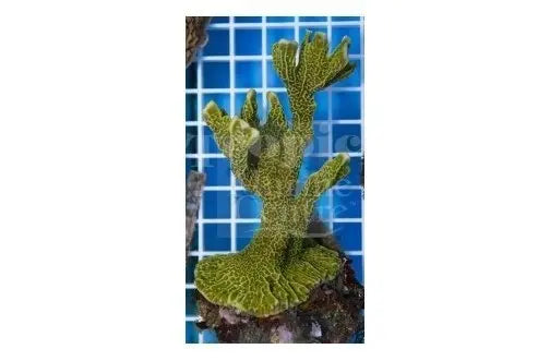 Antler Branching (Montipora spp) - Marine World Aquatics