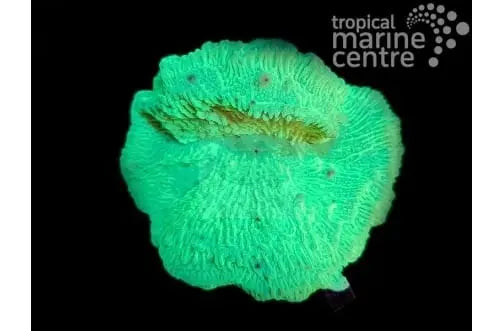 Antler Cultured (Montipora spp) - Marine World Aquatics