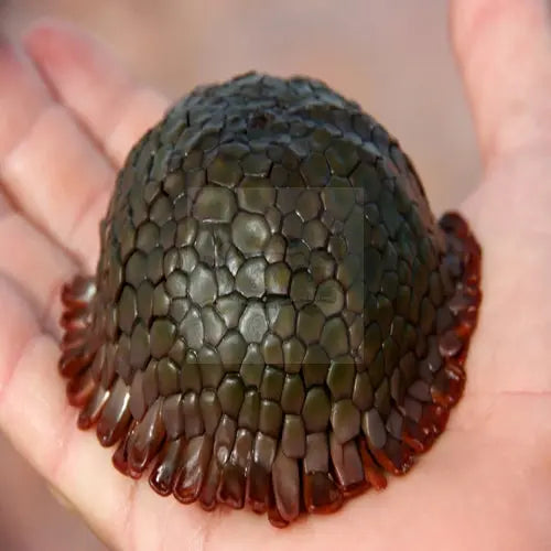 Armadillo Urchin (Colobocentrotus spp.) - Marine World Aquatics