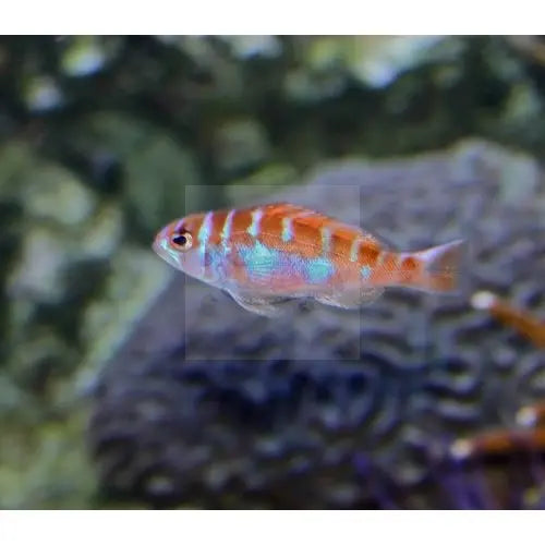 Bass - Caribbean Blue (Serranus tortugarum) - Marine World Aquatics