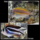 Bellus Angel Pair x2 (Genicanthus bellus) - Marine World Aquatics