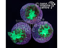 Small Blastomussa Spp. Coral Frag – Vibrant Colours and Unique Patterns for Marine Aquariums