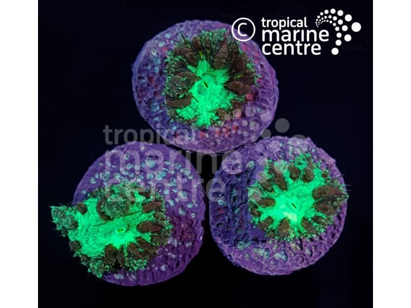 Small Blastomussa Spp. Coral Frag – Vibrant Colours and Unique Patterns for Marine Aquariums