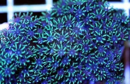 Blue Cauliflower (Sympodium sp) - Marine World Aquatics