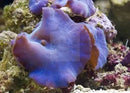 Blue Mushroom Rock (Discosoma spp) - Marine World Aquatics