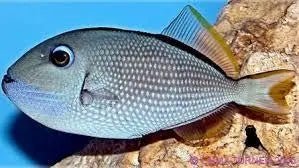 Blue Throat Trigger Female | Exquisite Aquarium Fish – Marine World ...