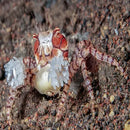 Boxer Crab (Lybia tesselata) - Marine World Aquatics
