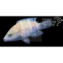 Broomtail Maori  (Cheilinus lunulatus) - Marine World Aquatics