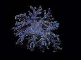 Bush Coral Asparagus  (Capnella spp) - Marine World Aquatics